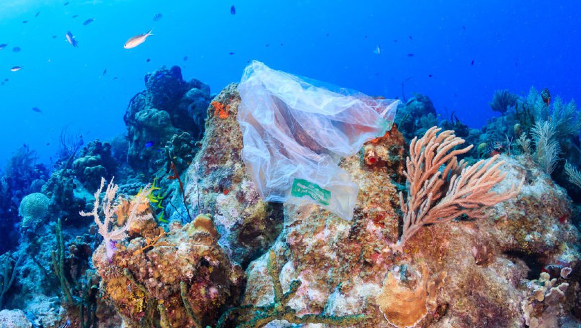 4 דרכים להציל את כדור הארץ: משקית מתמוססת במים ועד ביו-פלסטיק ישראלי