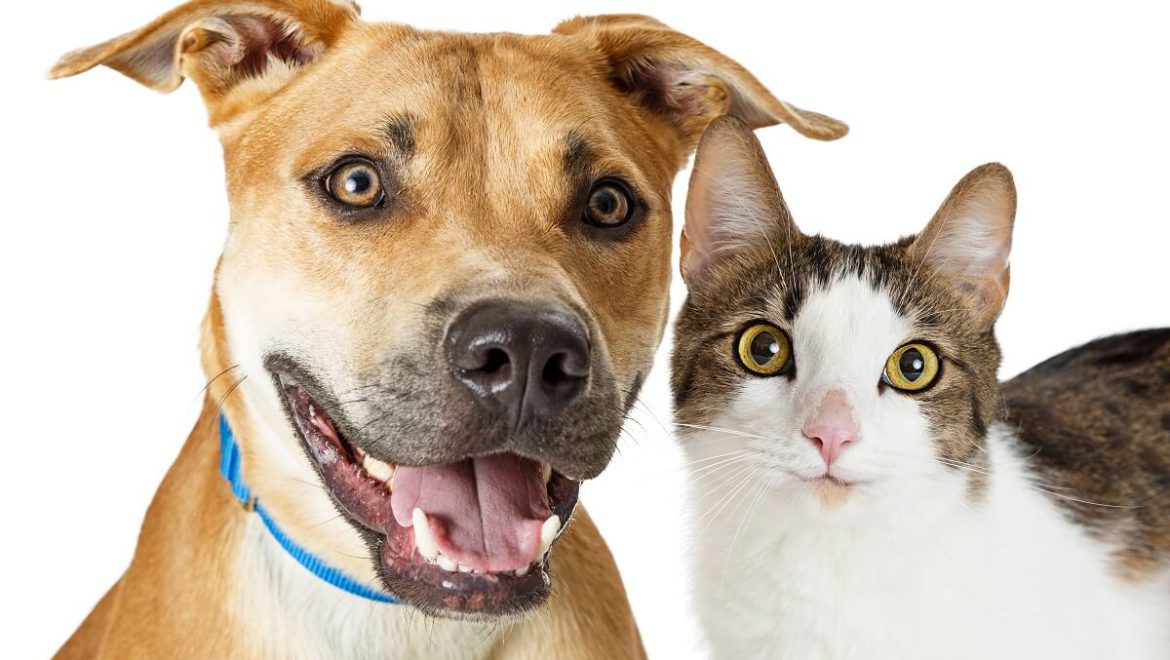 הכלבים והחתולים בהלם: יש ביטוח בריאות גם לחיות מחמד